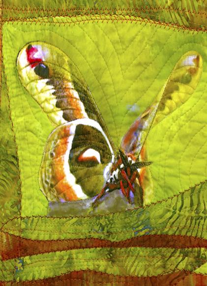 Cecropia 2